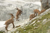 Kozorozec horsky - Capra ibex - Alpine Ibex 7610